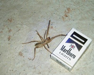 Casper's Calamity: 1st Camel Spider I Saw in Iraq